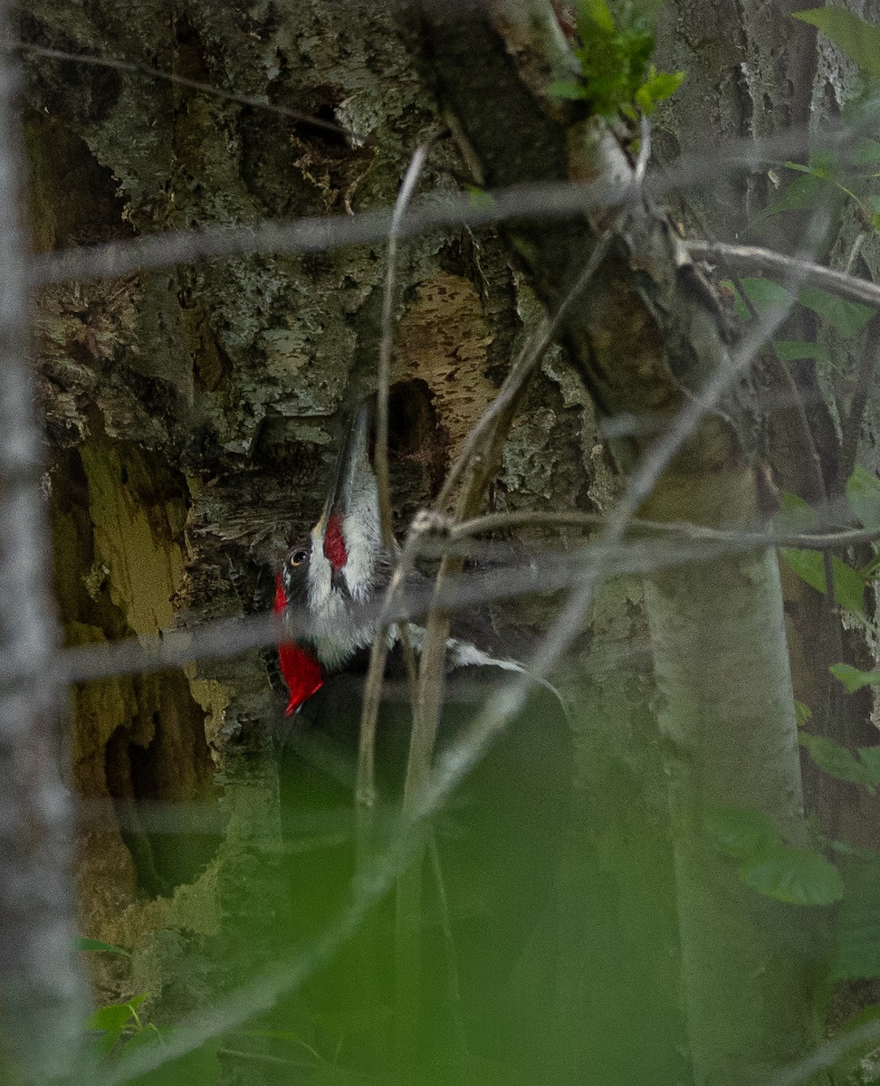 Pileated Woodpecker - ML619640415