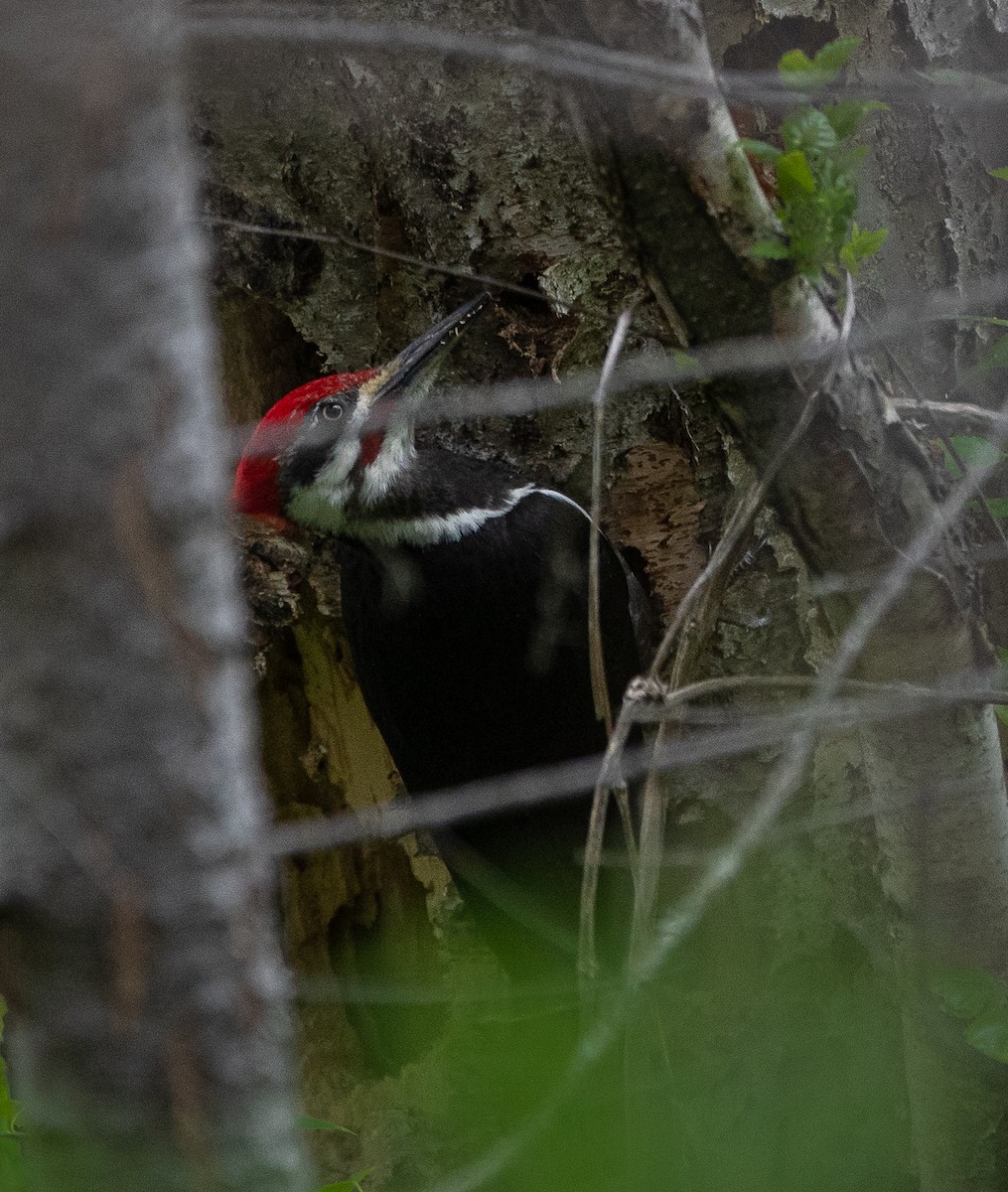 Pileated Woodpecker - ML619640416