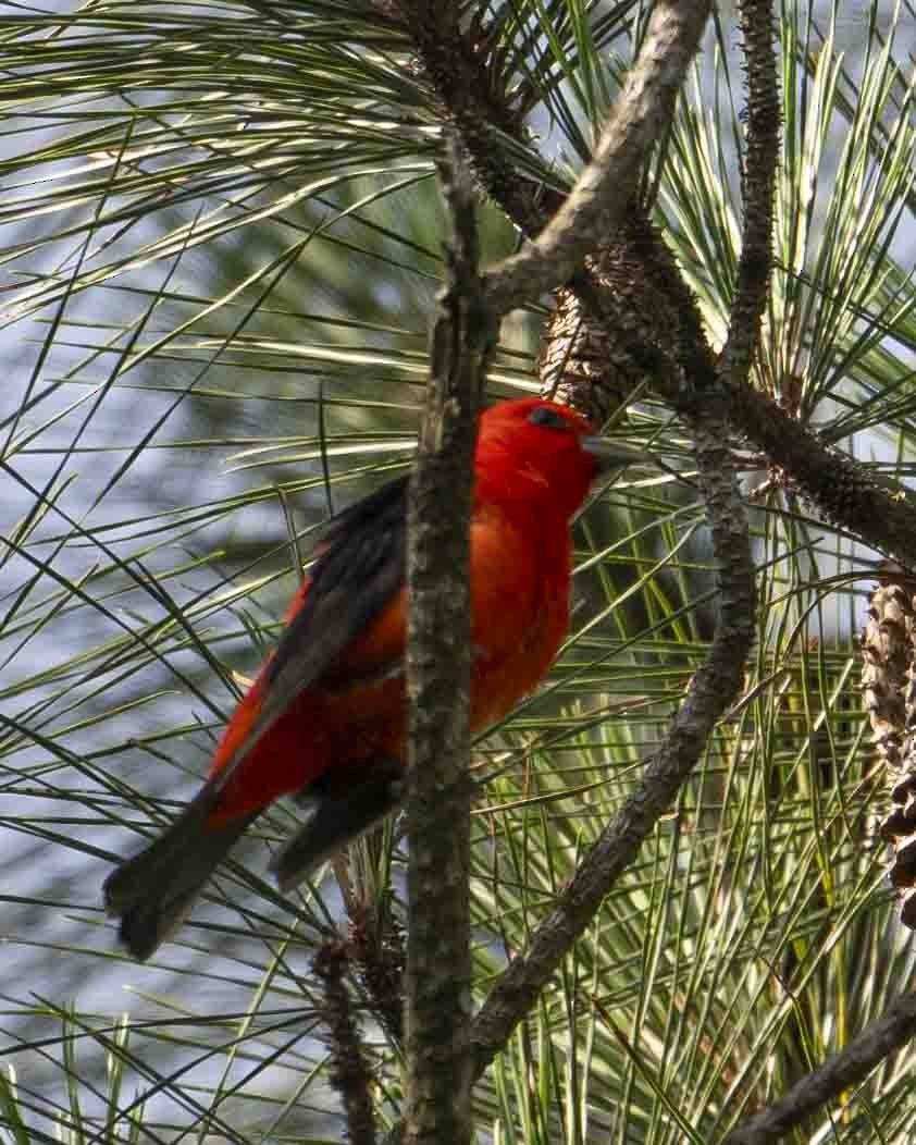 Scarlet Tanager - ML619640429