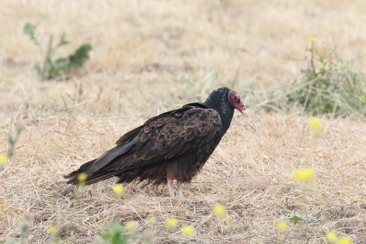 Turkey Vulture - ML619640459