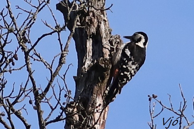 White-backed Woodpecker - ML619640495