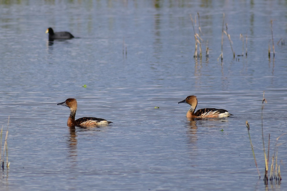 Fulvous Whistling-Duck - ML619640540