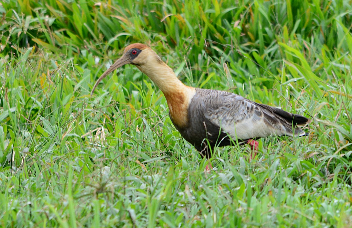 ibis bělokřídlý - ML619640545
