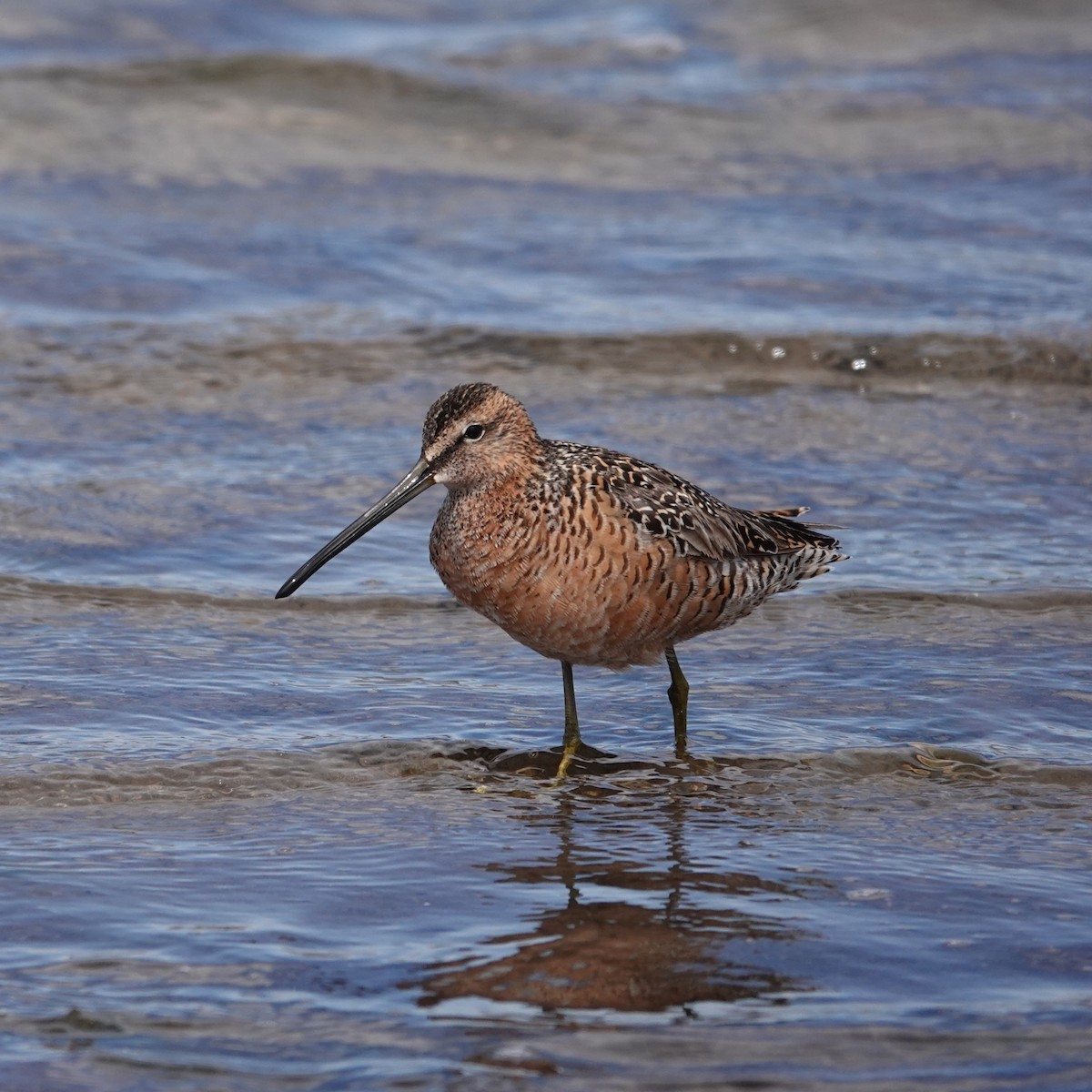 Long-billed Dowitcher - ML619640566
