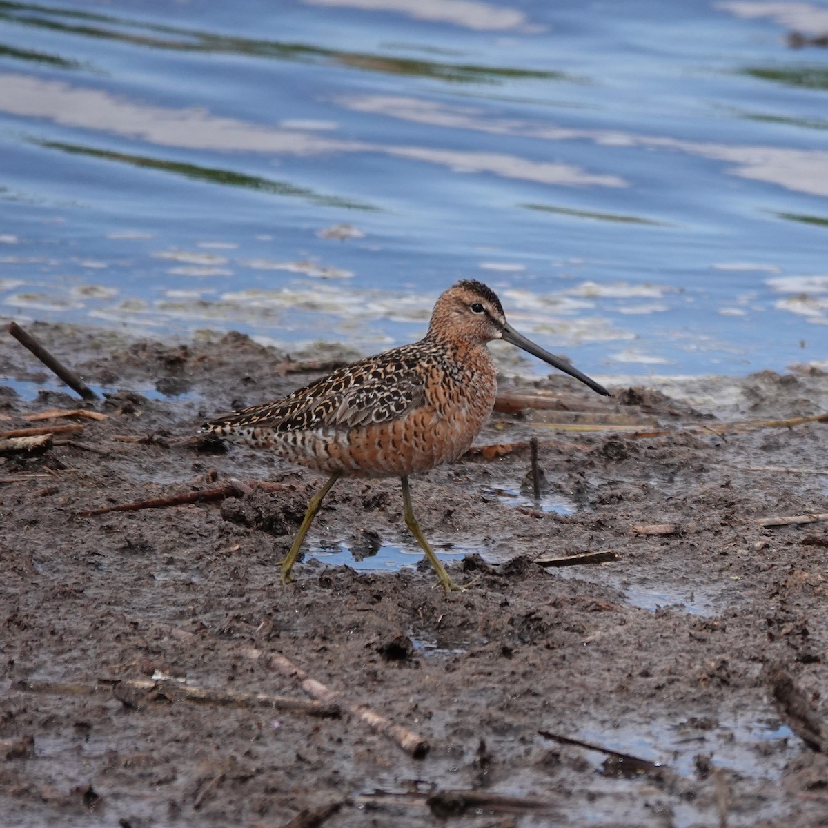 Long-billed Dowitcher - ML619640567