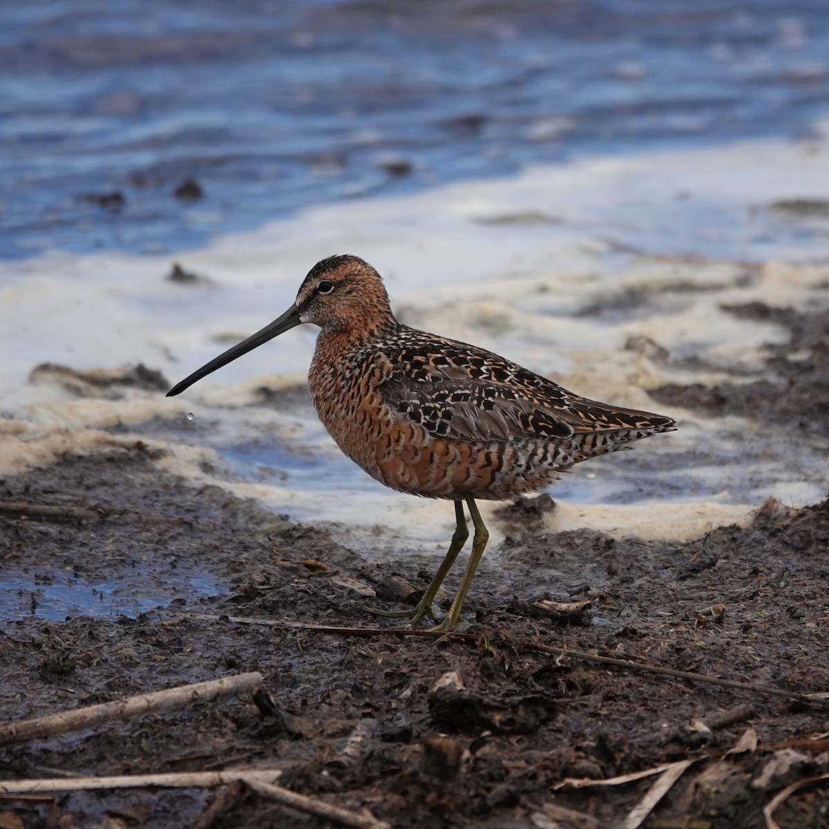 Long-billed Dowitcher - ML619640568