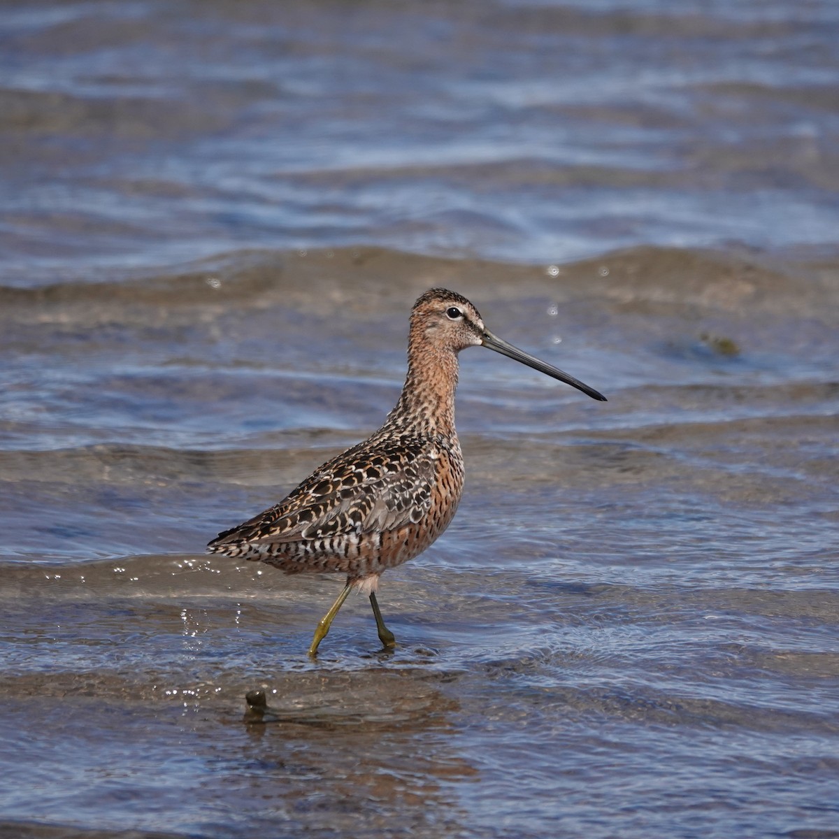 Long-billed Dowitcher - ML619640569