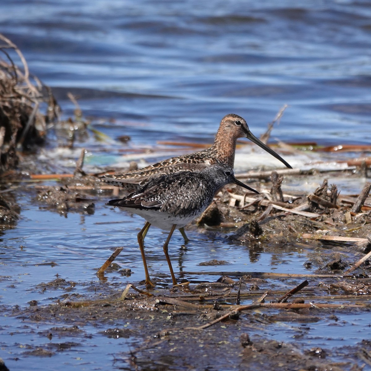 Long-billed Dowitcher - ML619640570
