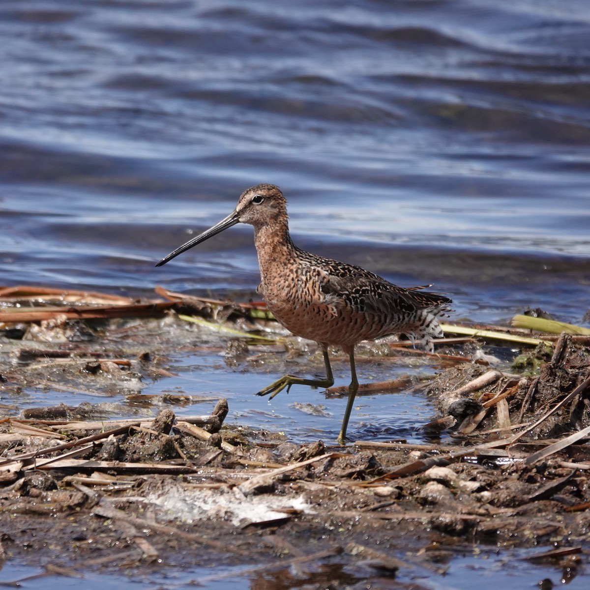 Long-billed Dowitcher - ML619640571