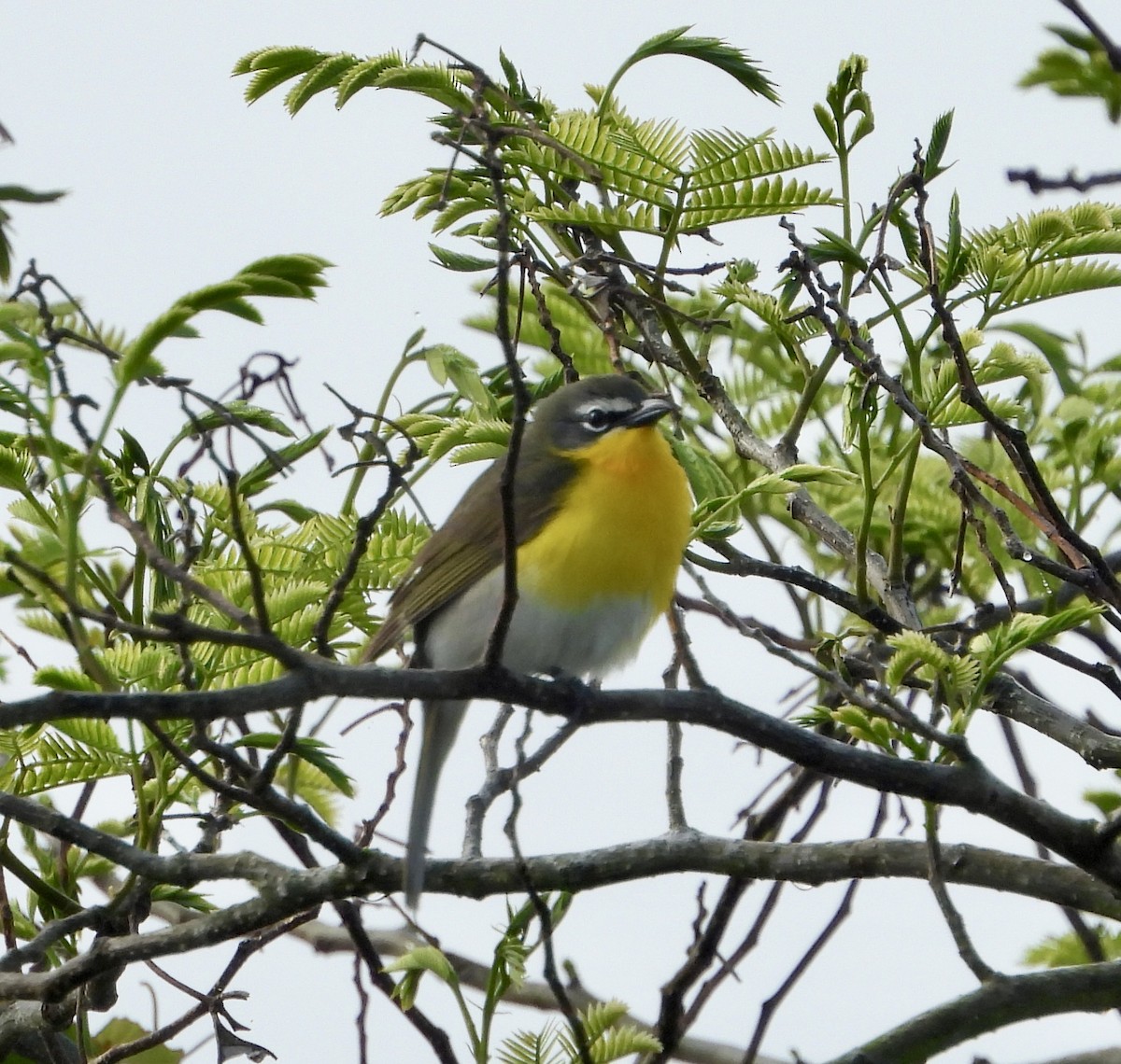 Yellow-breasted Chat - ML619640589