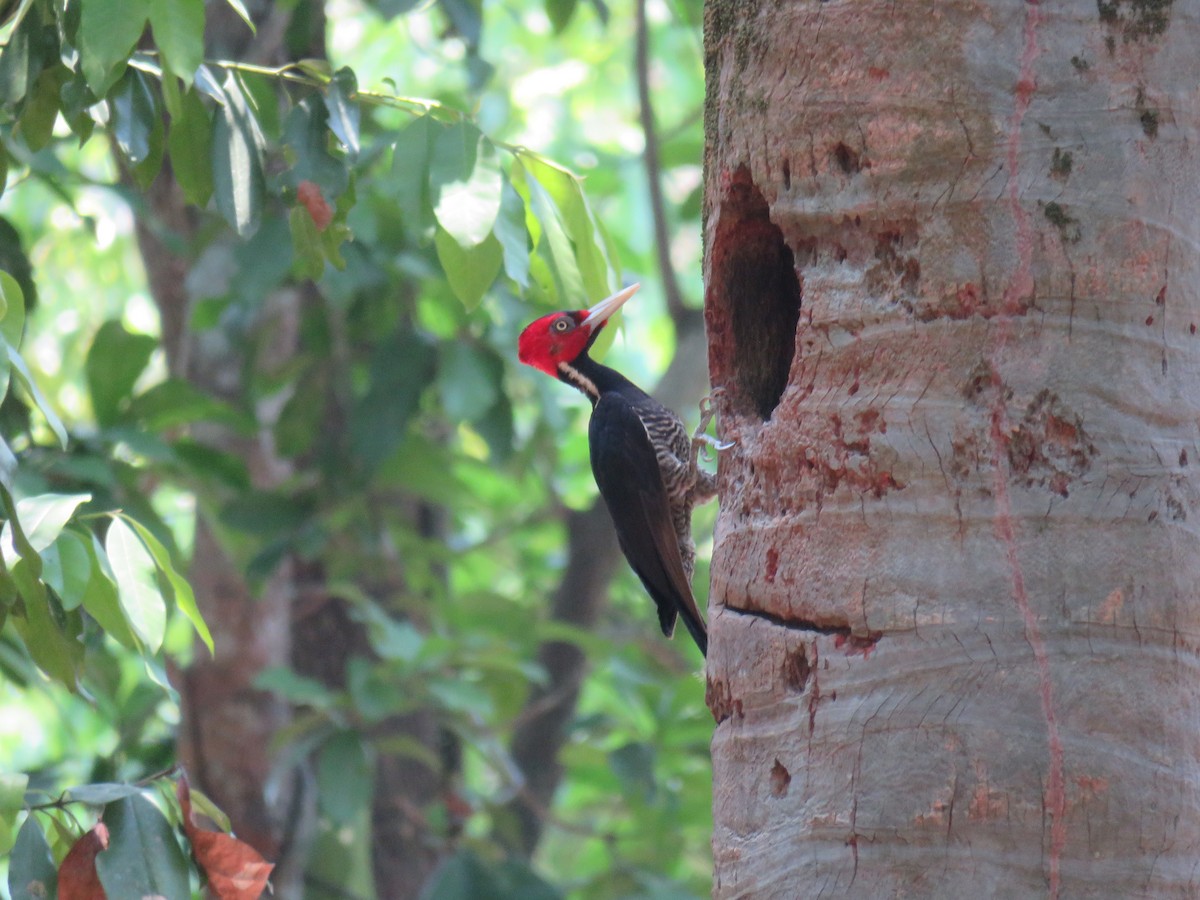 Pale-billed Woodpecker - ML619640608