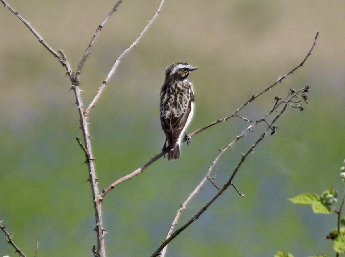 Whinchat - ML619640661
