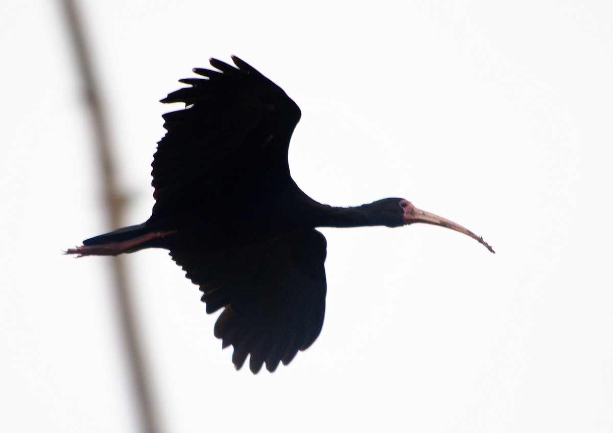 ibis tmavý - ML619640671