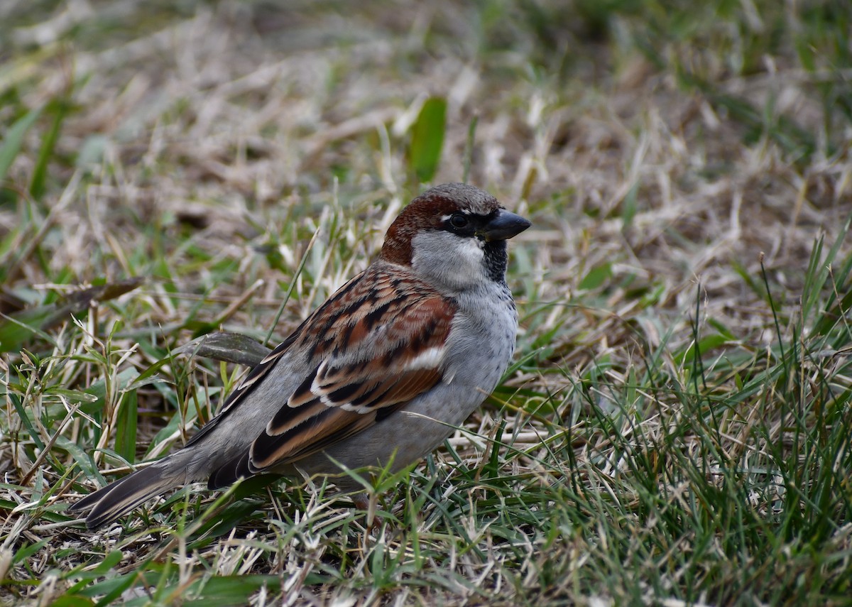 House Sparrow - ML619640689