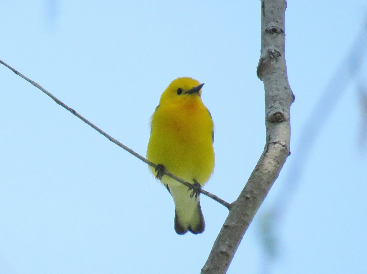 Prothonotary Warbler - ML619640718