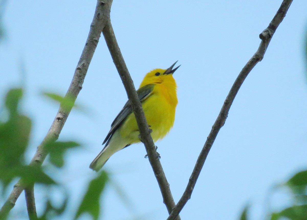 Prothonotary Warbler - ML619640719