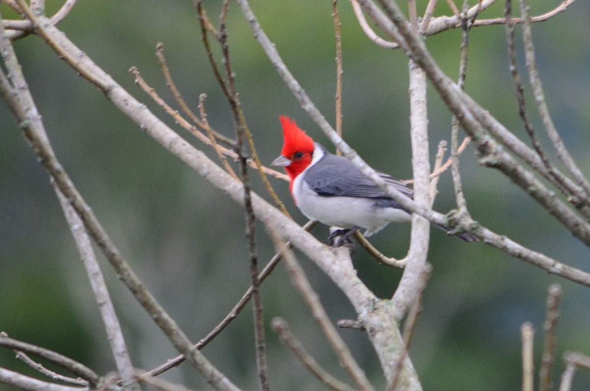 Red-crested Cardinal - ML619640748