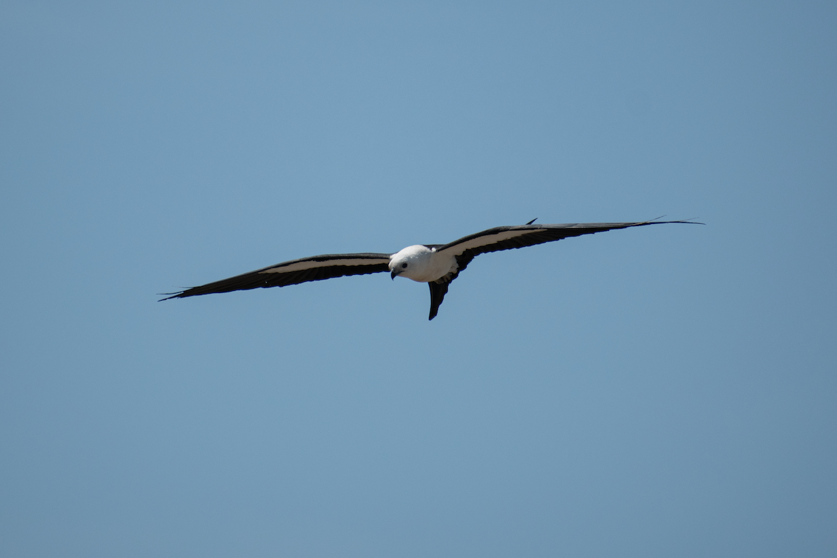 Swallow-tailed Kite - ML619640761