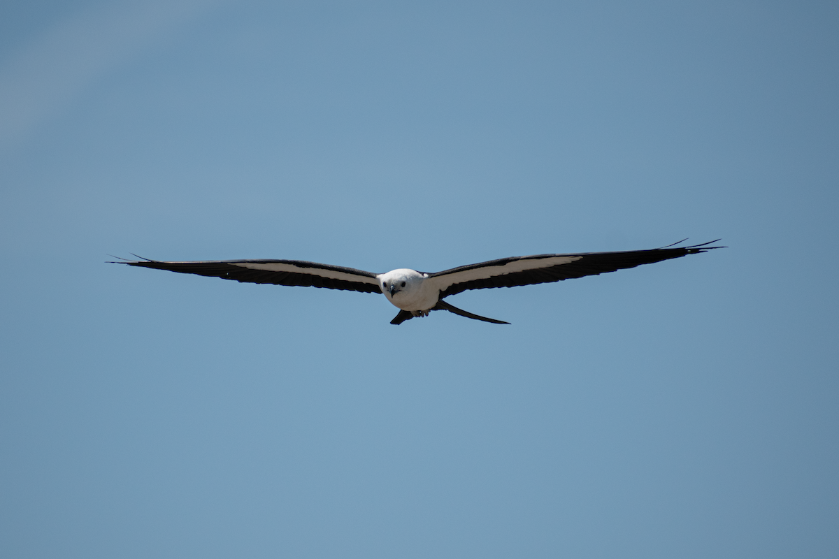 Swallow-tailed Kite - ML619640762