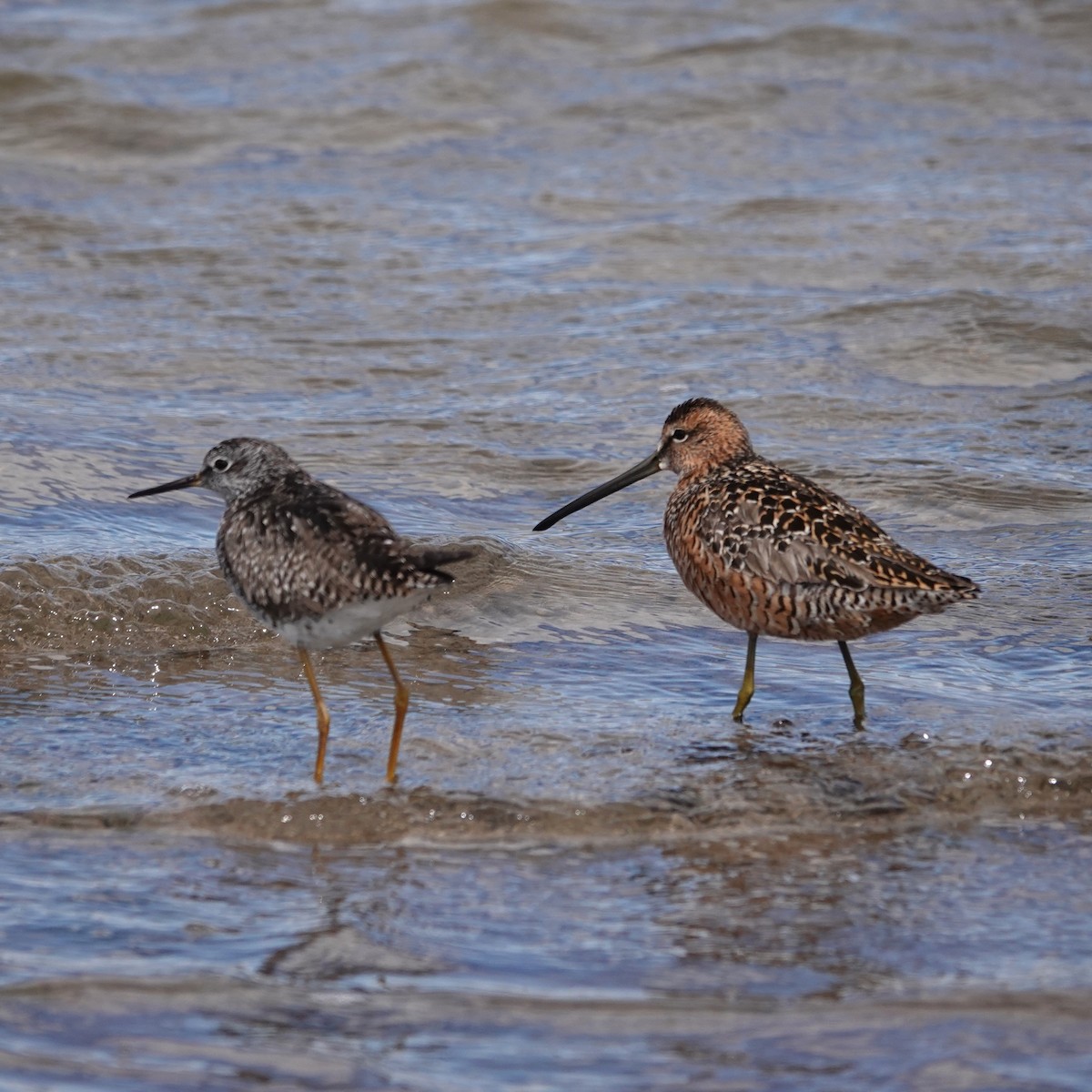 Long-billed Dowitcher - ML619640770
