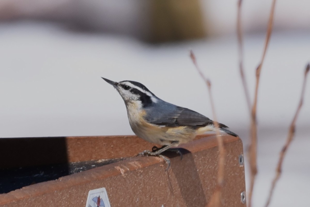 Red-breasted Nuthatch - ML619640785