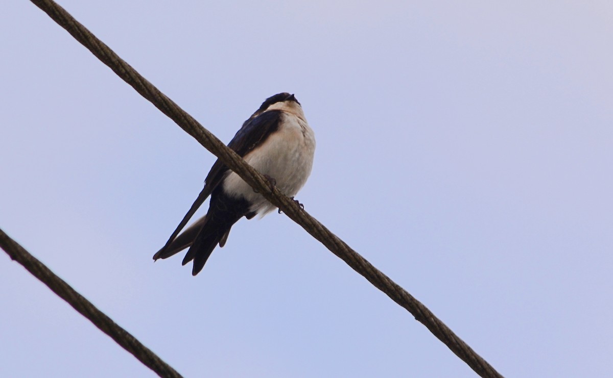 Blue-and-white Swallow - ML619640801