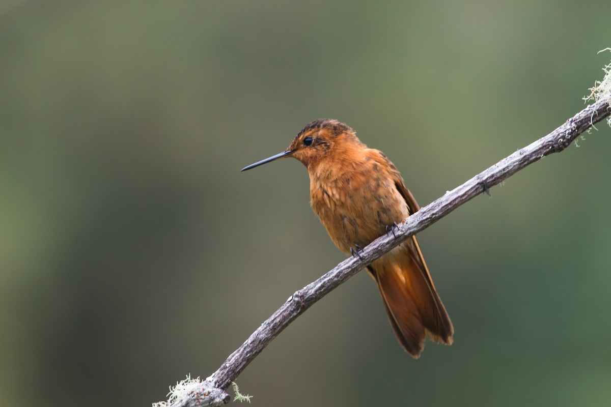 kolibřík duhovohřbetý - ML619640826