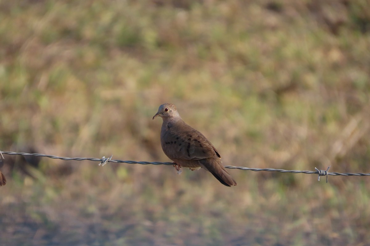 Plain-breasted Ground Dove - ML619640844