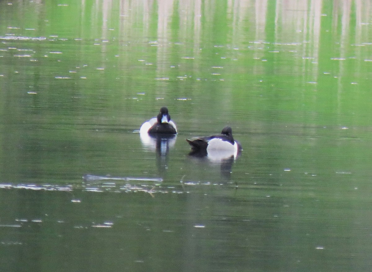 Greater Scaup - ML619640917