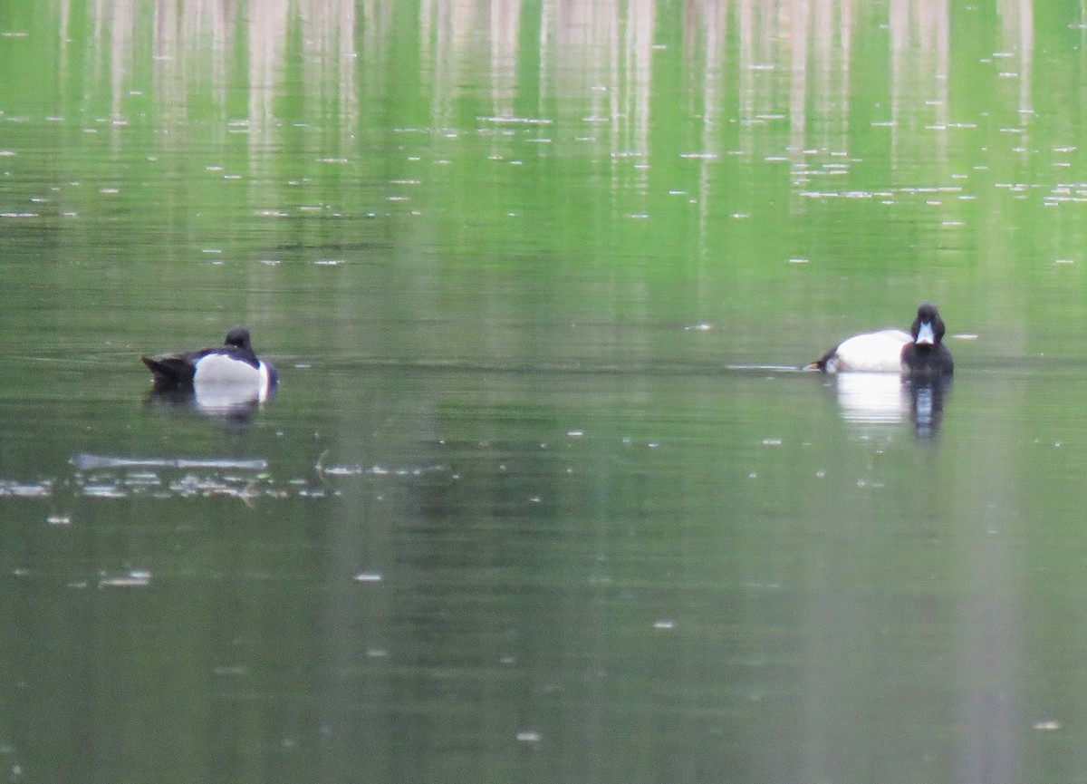 Greater Scaup - ML619640918