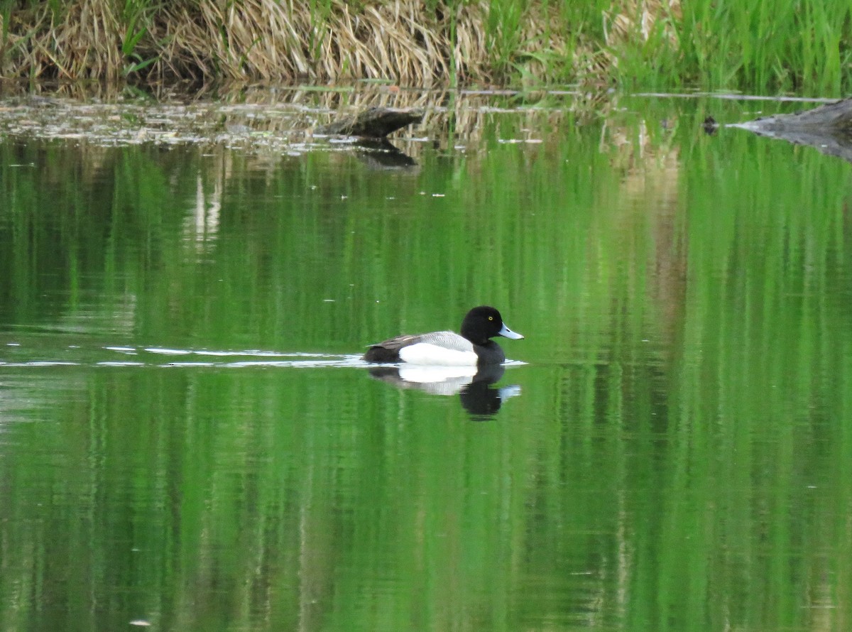 Greater Scaup - ML619640919
