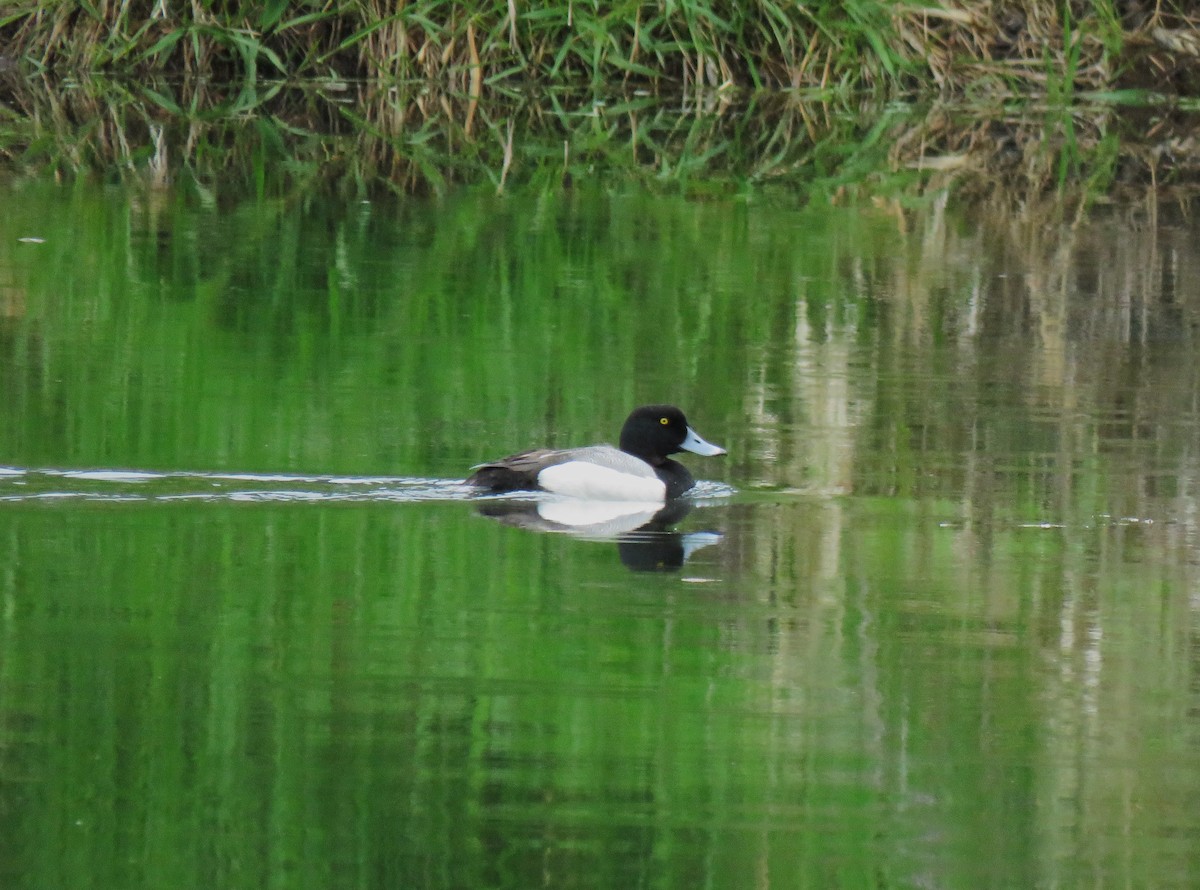 Greater Scaup - ML619640920
