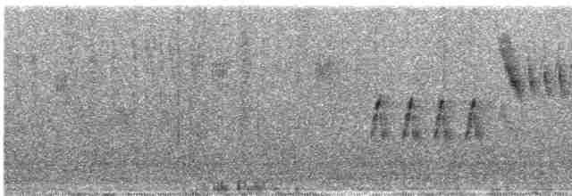 Тауї плямистий - ML619640941