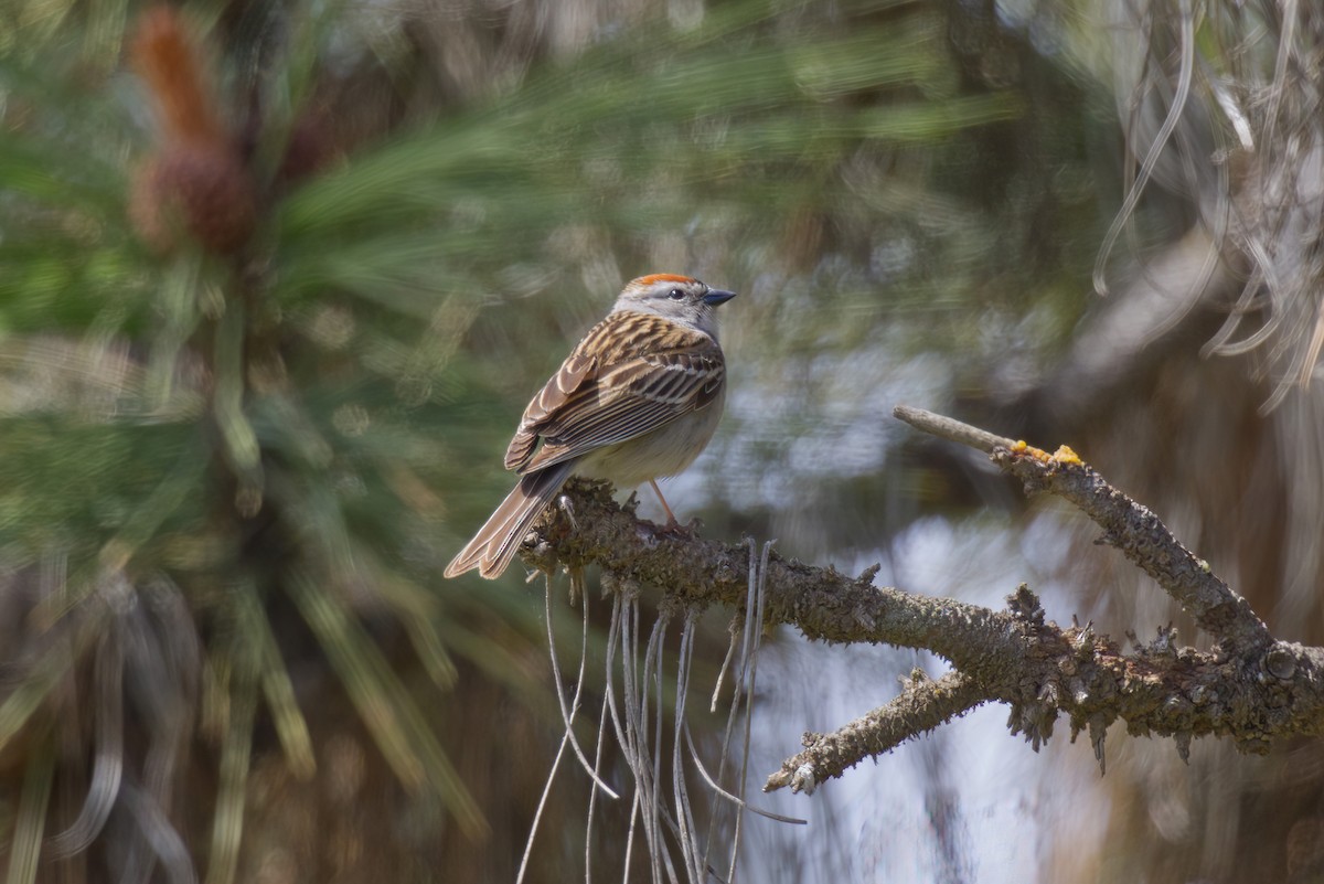 Chipping Sparrow - ML619640978
