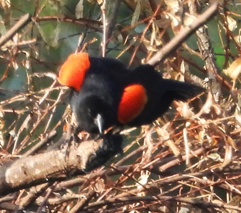 Red-winged Blackbird - ML619640999