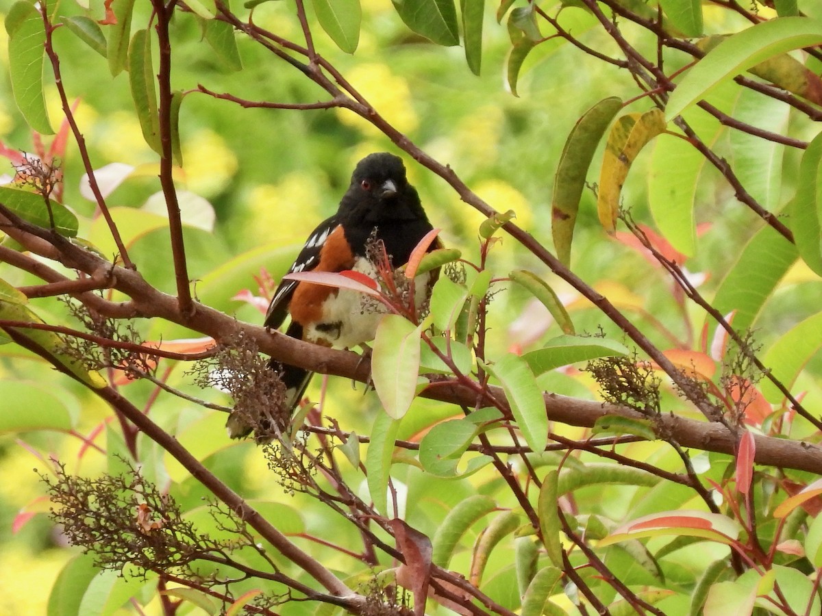 Spotted Towhee - ML619641001