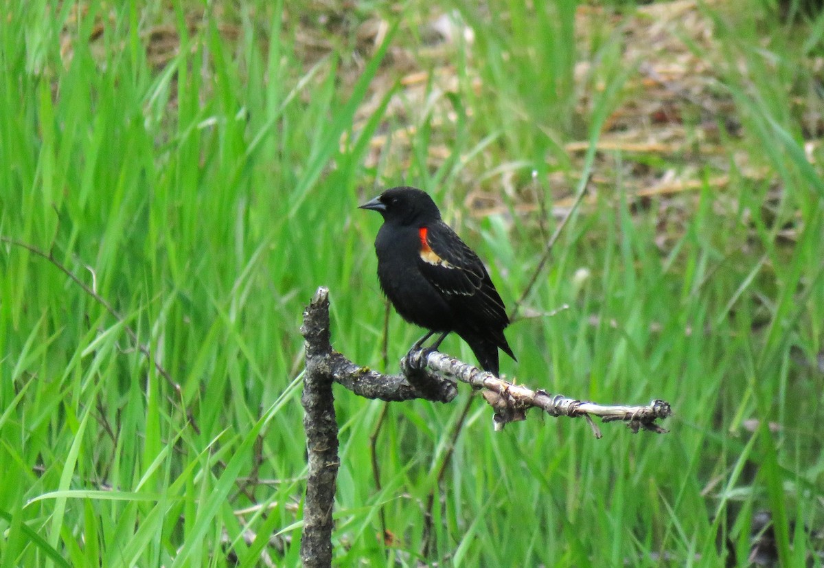 Red-winged Blackbird - ML619641186