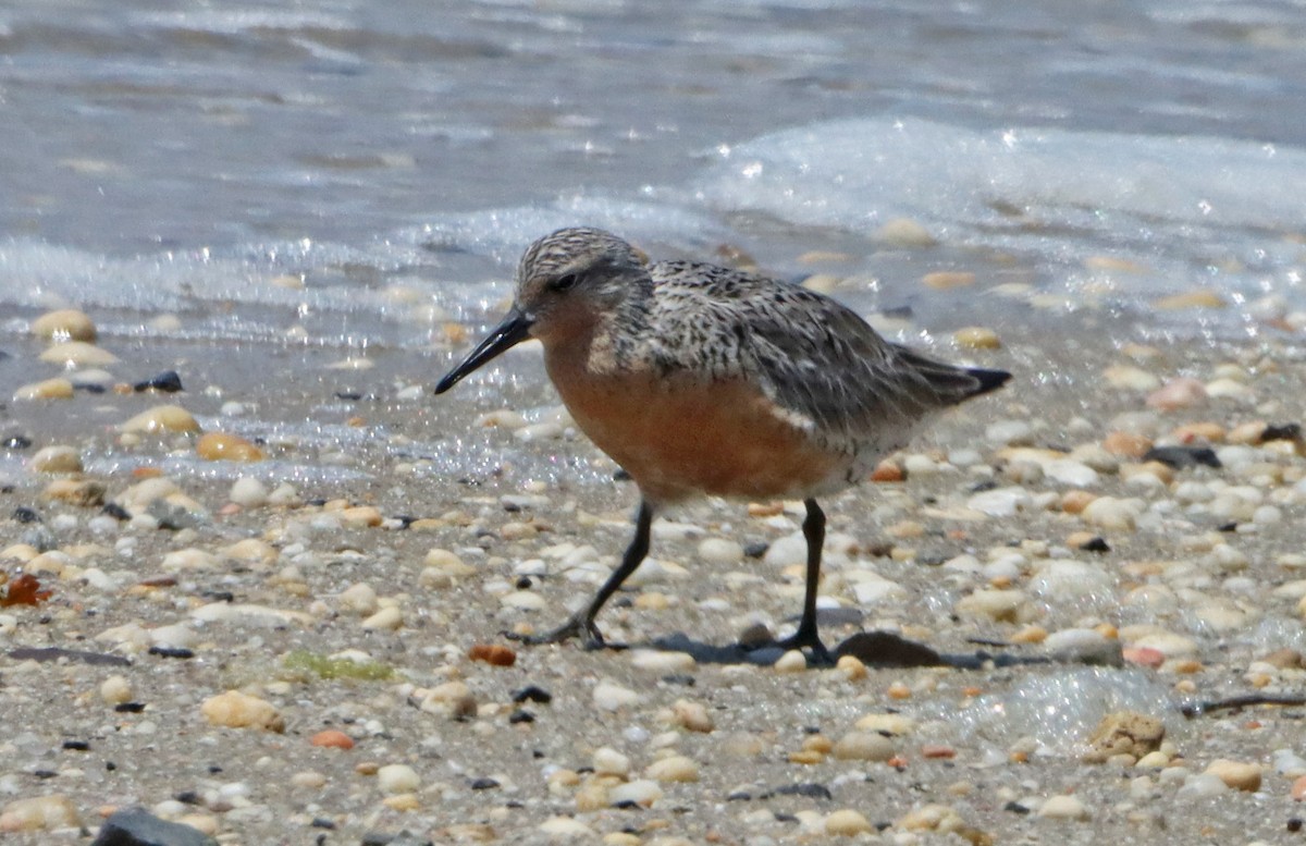 Red Knot - ML619641217