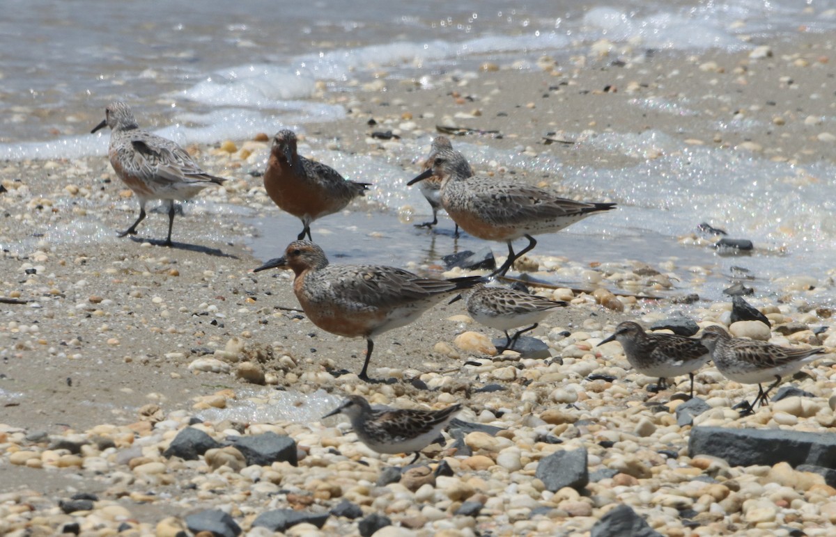 Red Knot - ML619641218