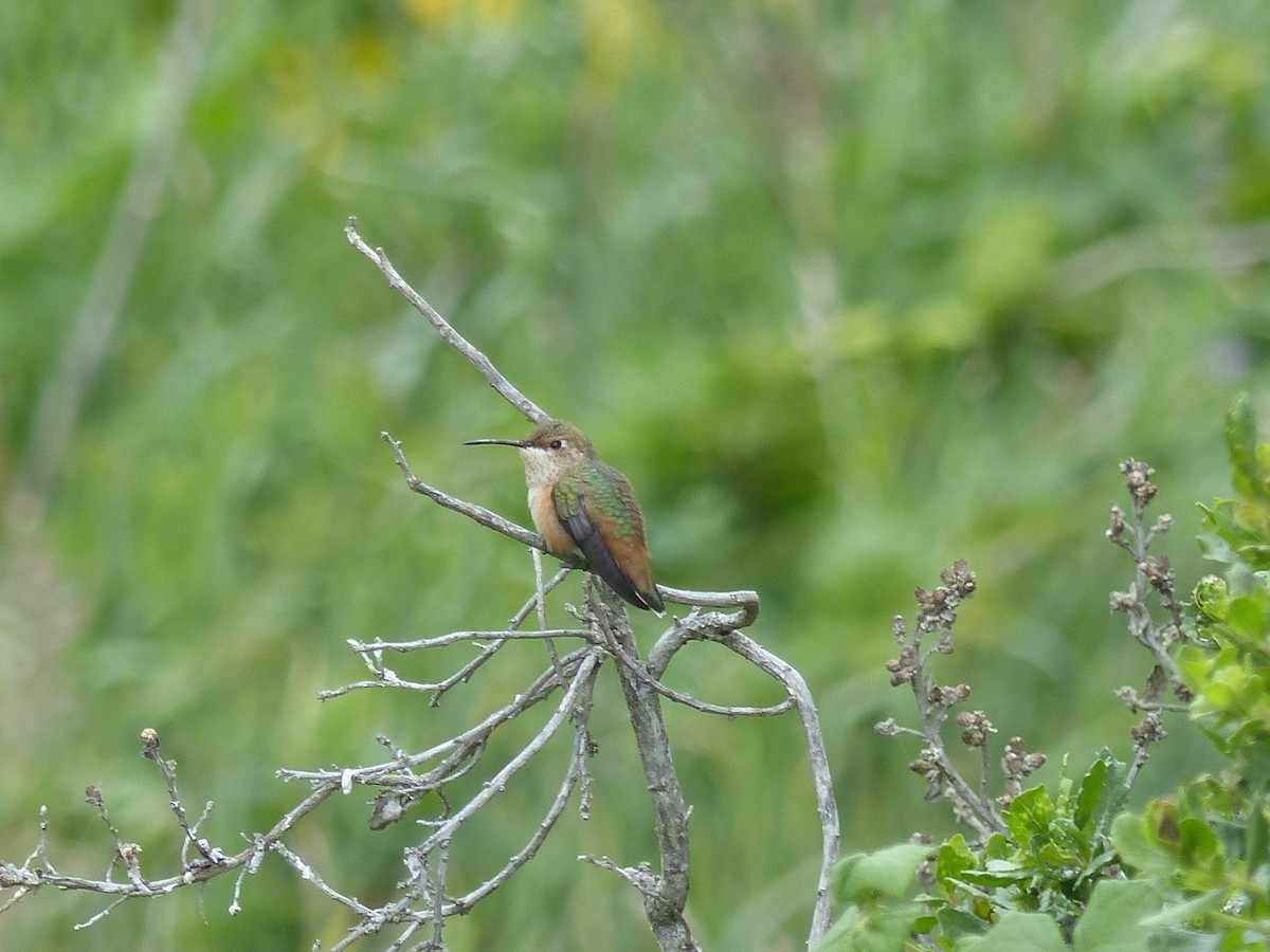Allen's Hummingbird - ML619641239