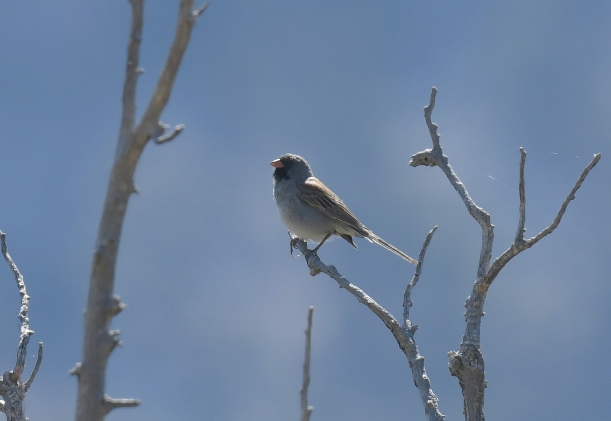Black-chinned Sparrow - ML619641246