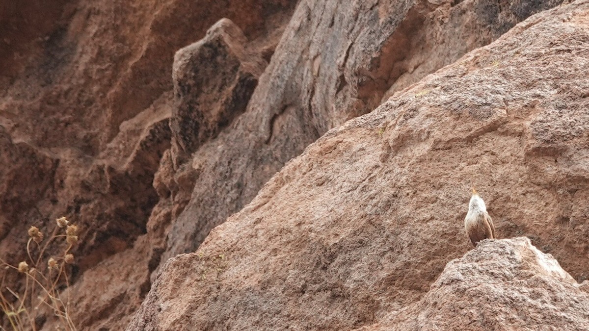 Troglodyte des canyons - ML619641275