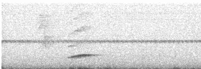 Spot-breasted Wren - ML619641279