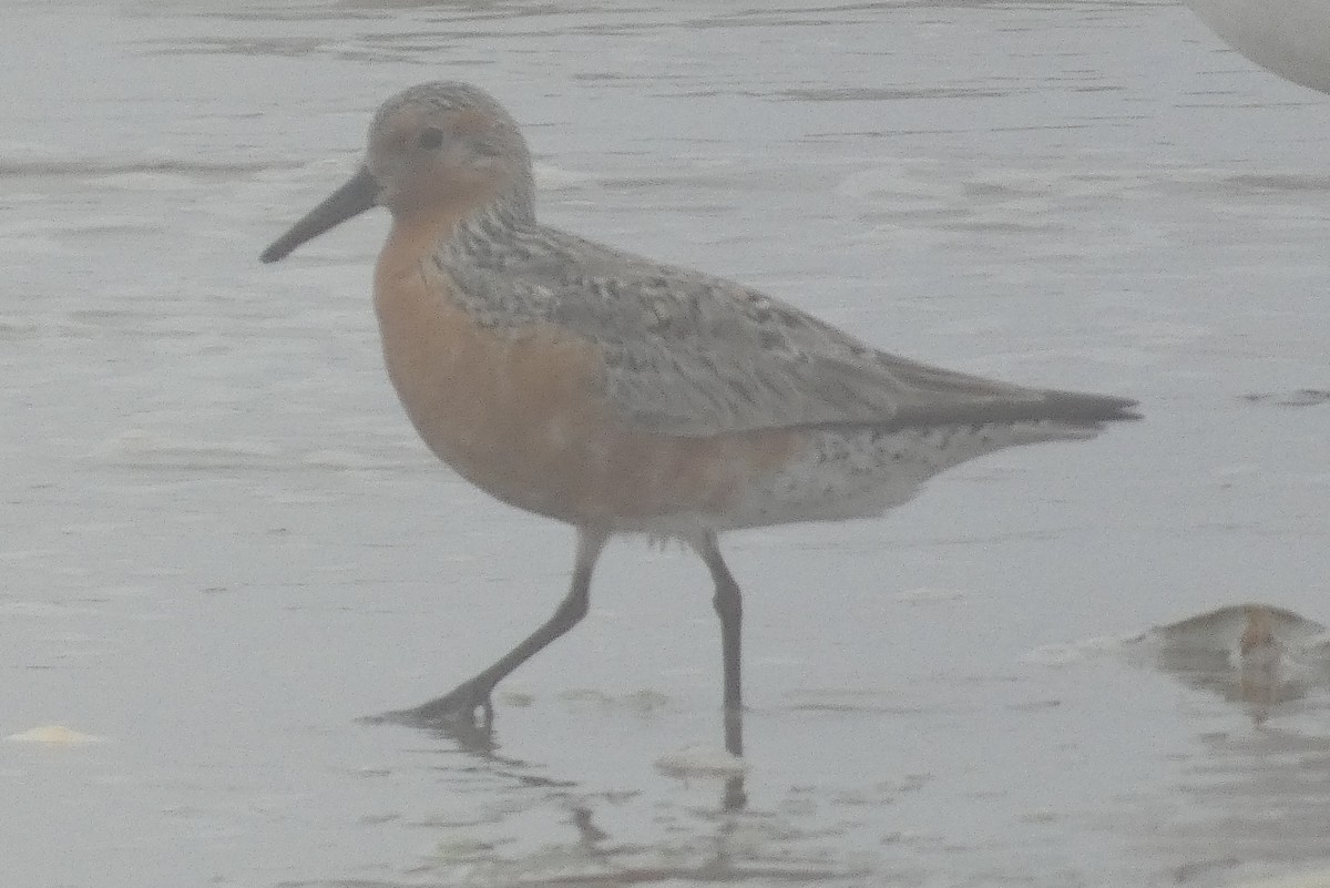 Red Knot - ML619641297
