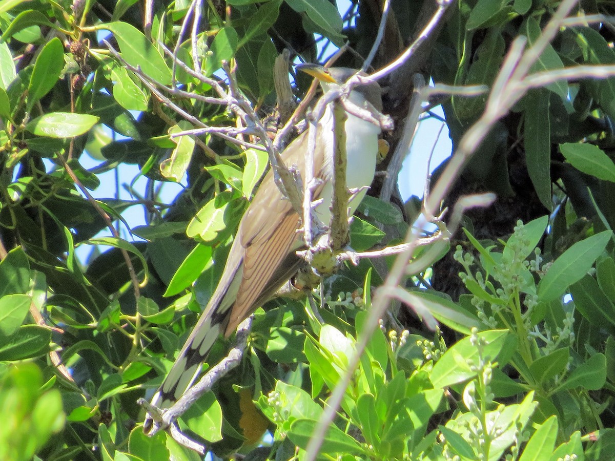Yellow-billed Cuckoo - ML619641323