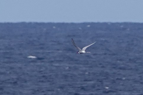 Arctic Tern - ML619641347