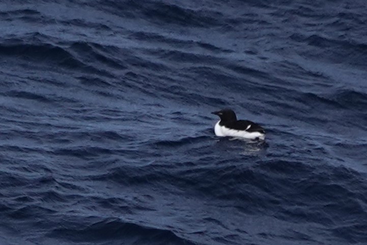 Thick-billed Murre - ML619641414