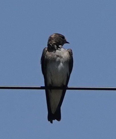 Northern Rough-winged Swallow - ML619641420