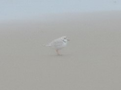 Piping Plover - ML619641421