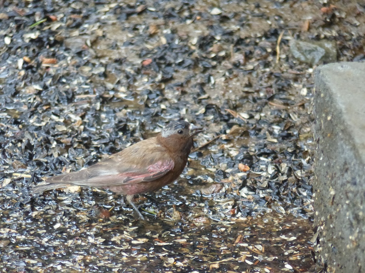 Gray-crowned Rosy-Finch - ML619641422